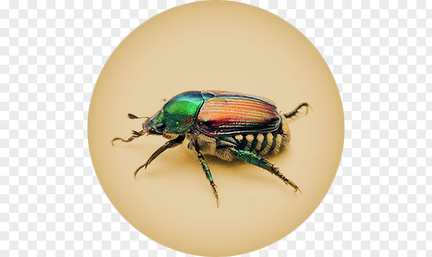 Beetle Dung Scarabs Missouri Japanese PNG