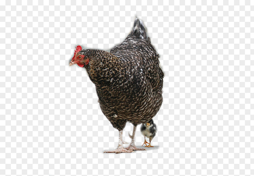 Big Luhua Chicken Plymouth Rock Rooster Hen Mother PNG