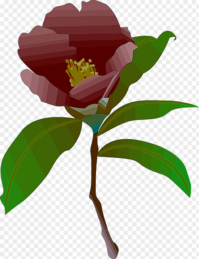 Flower Plant Common Peony Leaf Chinese PNG
