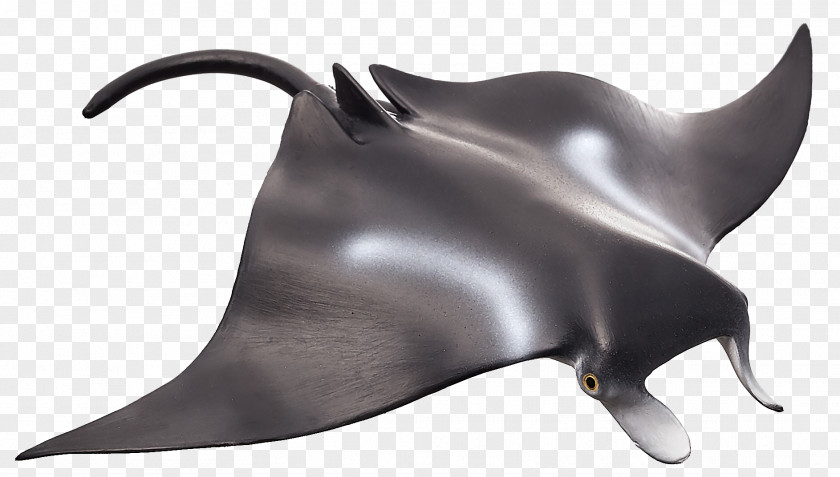 Idly Manta Ray Animal Batoidea Chondrichthyes Marine Mammal PNG