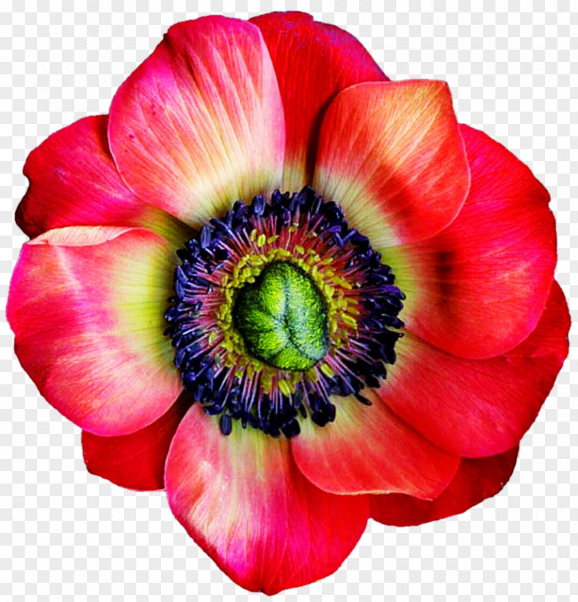 Anemone Cut Flowers Petal Annual Plant PNG