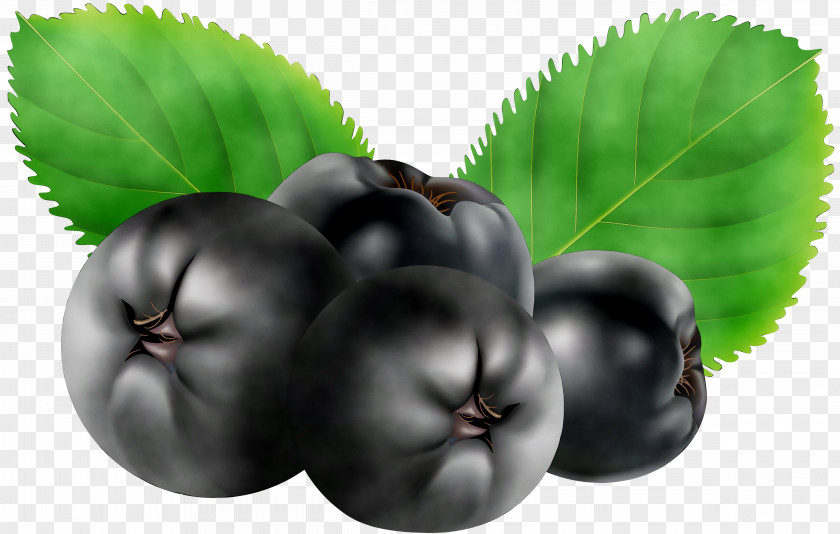 Bilberry Superfood Natural Foods Leaf PNG