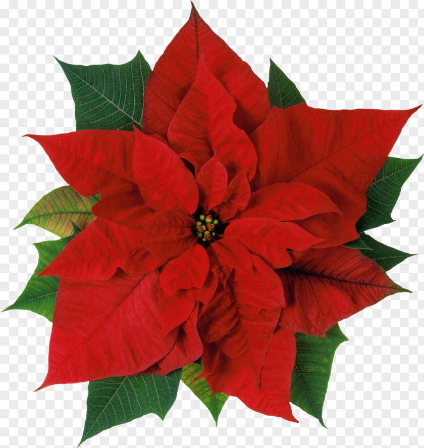 Christmas Flowers Poinsettia Flower Stock Photography Clip Art PNG