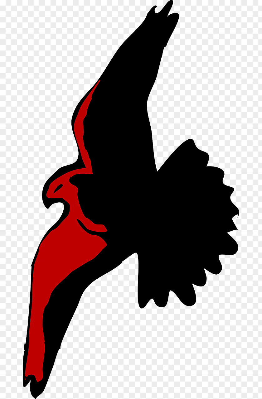 Eagle Bald Bird Hawk Clip Art PNG