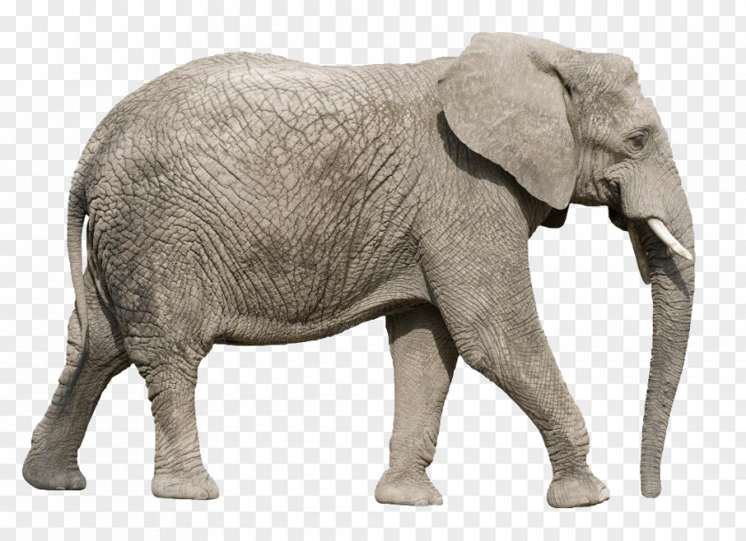 Elephant African Asian Clip Art PNG