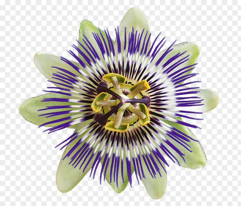 Purple Passionflower Levenspassie Nervousness Giant Granadilla Passion Fruit PNG
