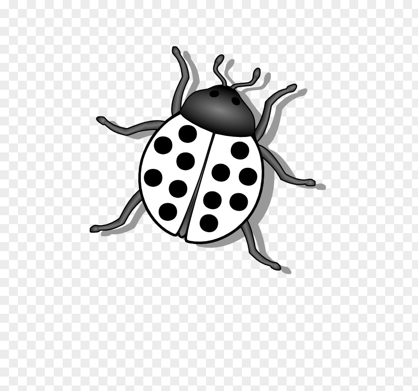 Black Ladybug Cliparts Beetle Ladybird Clip Art PNG