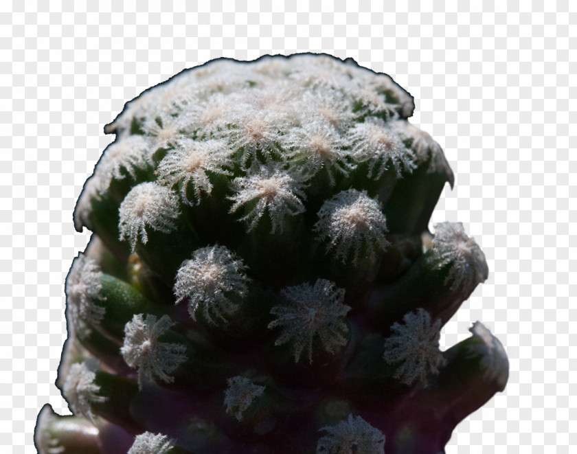 Cactus Prickly Pear Flowerpot Strawberry Hedgehog Houseplant PNG
