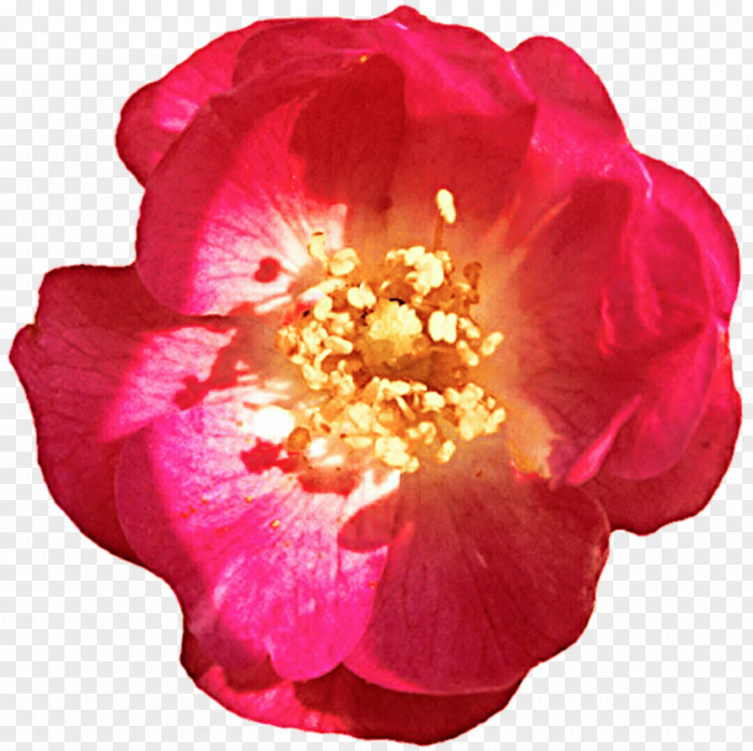 Floribunda Rosa Gallica Centifolia Roses Garden Camellia PNG