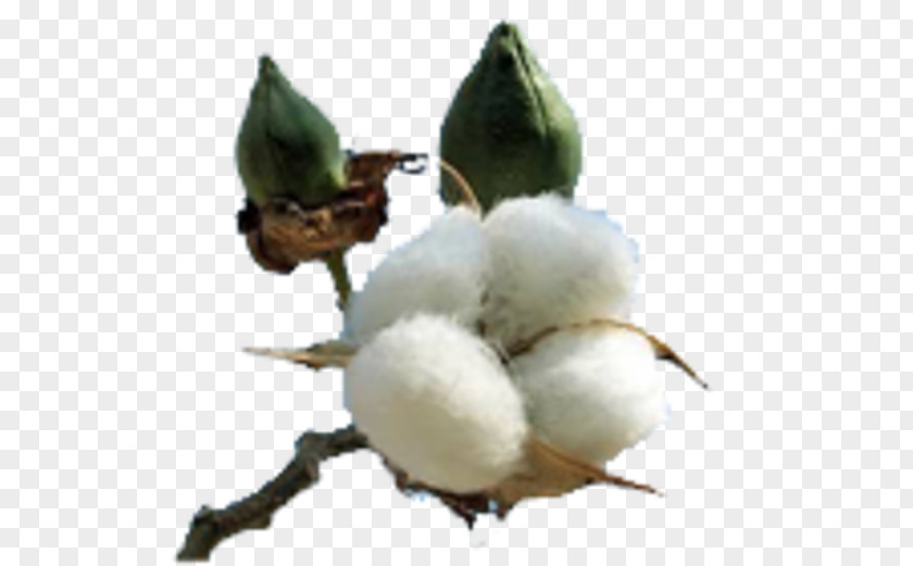 Plant Cotton Gossypium Hirsutum Textile Fiber PNG