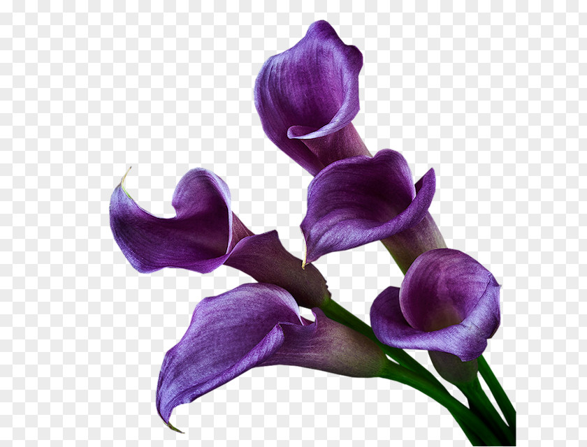 Purple Arum-lily Violet Cut Flowers PNG