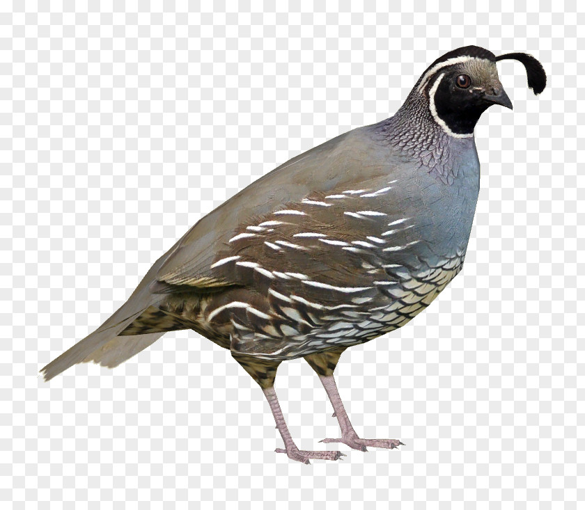 Quail Zoo Tycoon 2 Bird North America Wiki PNG