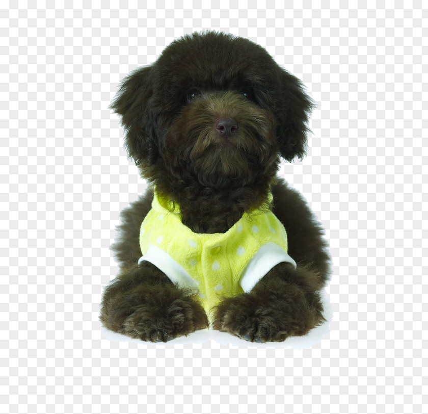 Teddy Puppy Black Straight Hair Affenpinscher Schnoodle Miniature Schnauzer Dog Breed PNG