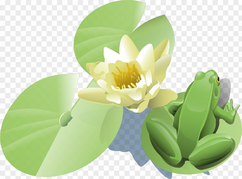 Lotus Frog Water Lilies Clip Art PNG