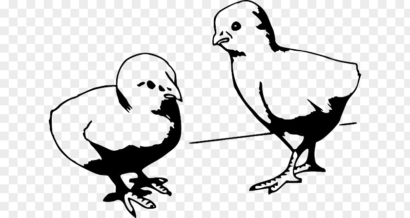 Black And White Cartoon Baby Clip Art Chicken Openclipart Drawing PNG