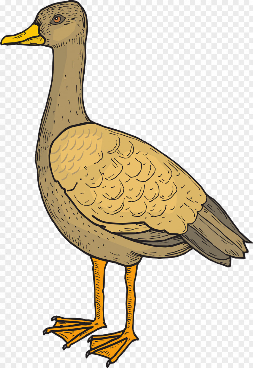 Duck Bird Goose Cygnini Wing PNG