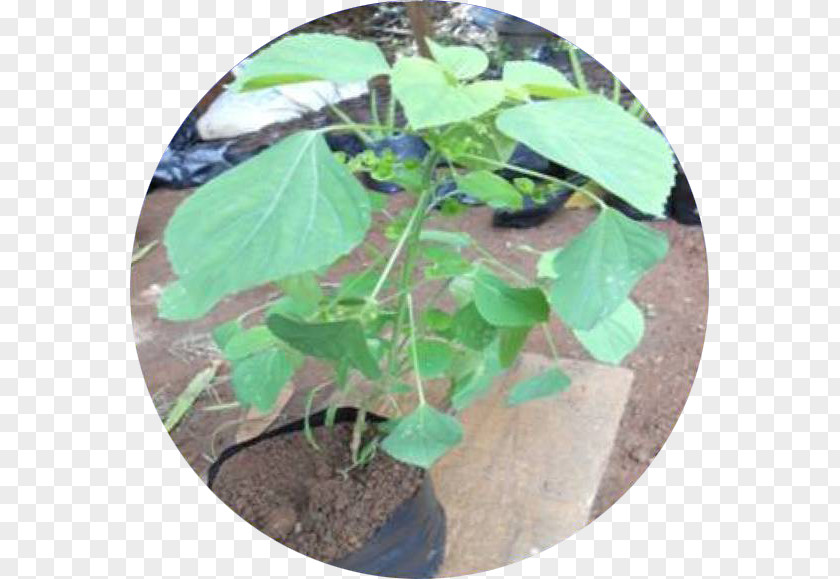Jamu Herb Song Leaf PNG