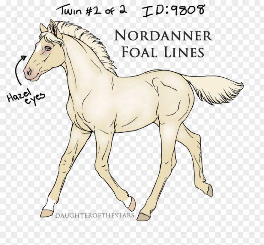 Rare Meteorites Foal Mustang Pony Stallion Mane PNG