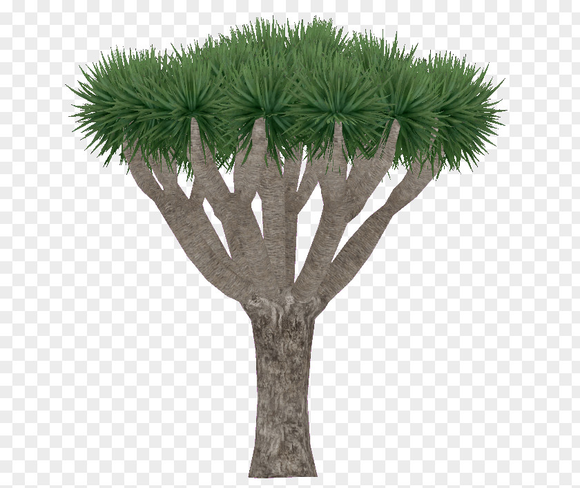 Tree Dragon Plant Mountain Cabbage PNG