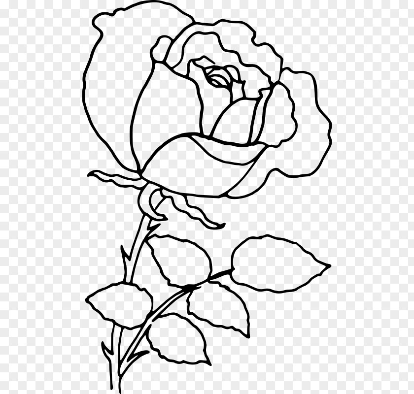 Based Line Drawing Rose Clip Art PNG