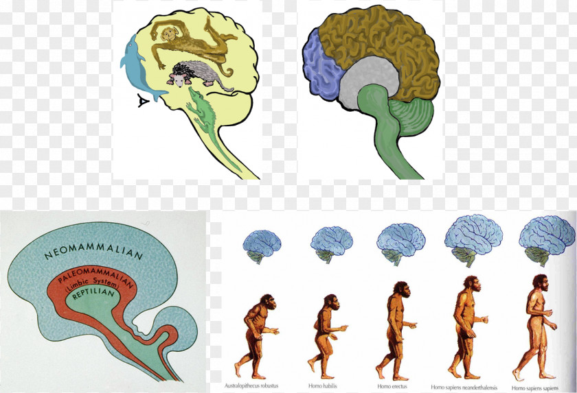 Brain Neanderthal Size Human Evolution PNG