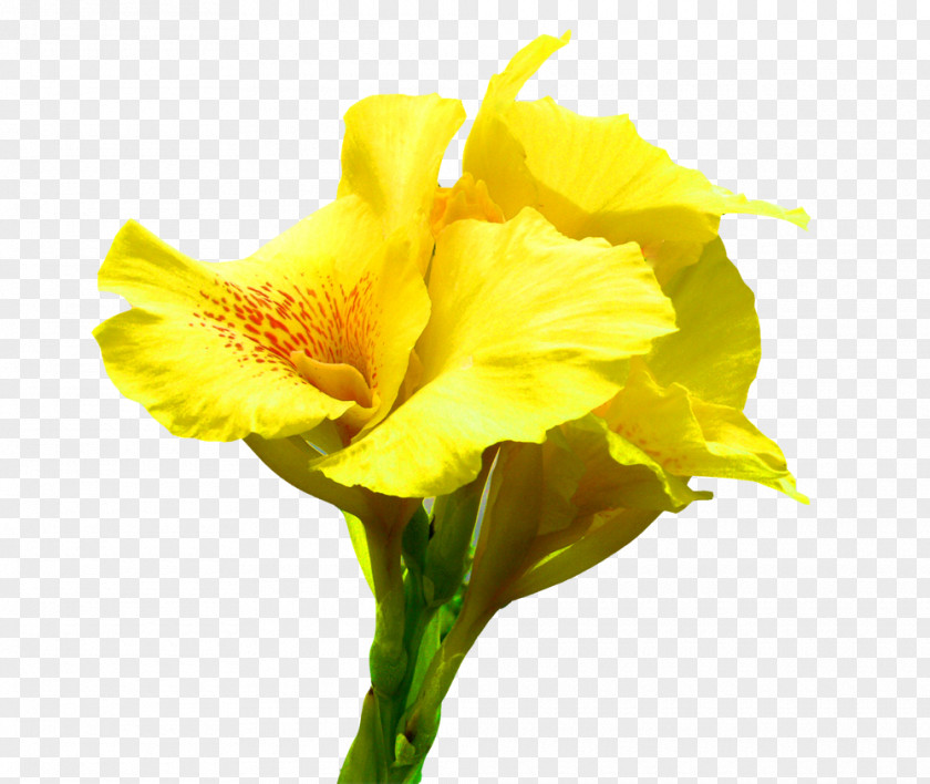 Cannabis Pictures Canna Flower Icon PNG