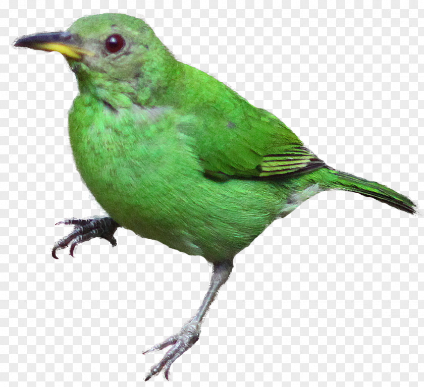 Green Little Sparrow Bird Parrot Turkey Vulture Honeycreeper Clip Art PNG