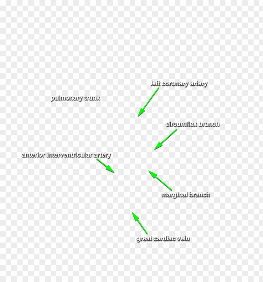 Heart Coronary Arteries Posterior Interventricular Artery Small Cardiac Vein PNG