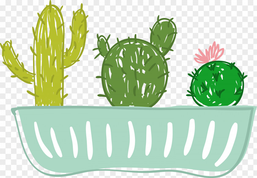 Potted Cactus Illustration Graphics Drawing Flowerpot PNG