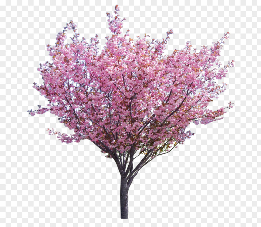 Tree Eastern Redbud Western Branch PNG