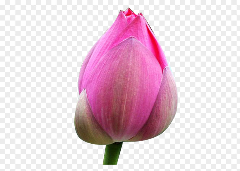 Tulip Bud Nelumbo Nucifera Clip Art PNG