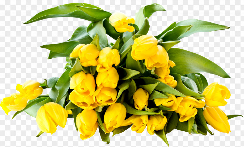 Tulip Desktop Wallpaper Yellow Color PNG