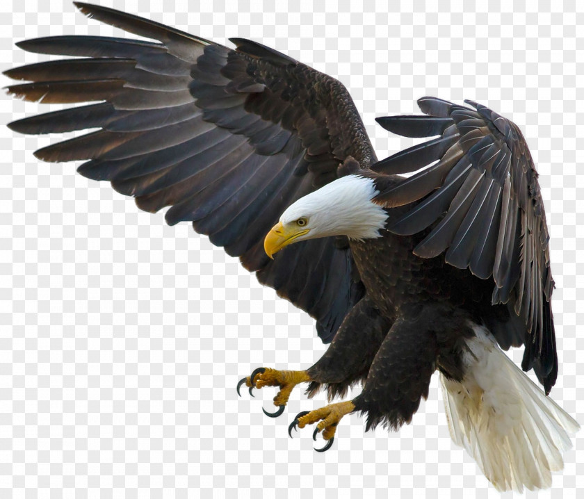Bird Bald Eagle Desktop Wallpaper High-definition Television PNG