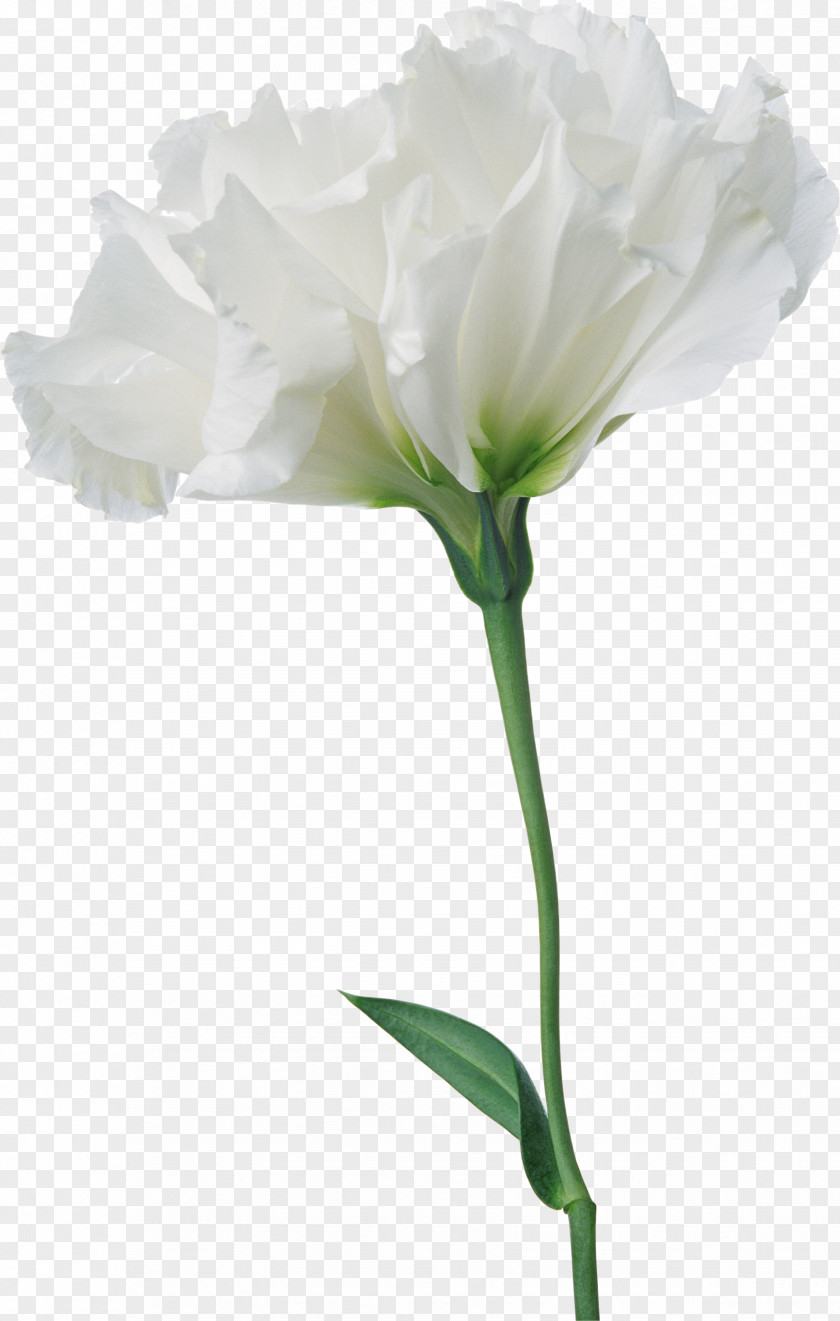 CARNATION Flower Photography Clip Art PNG