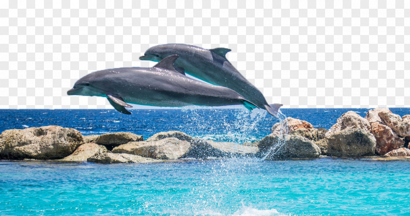 Dolphin Shutter Speed Pixabay PNG