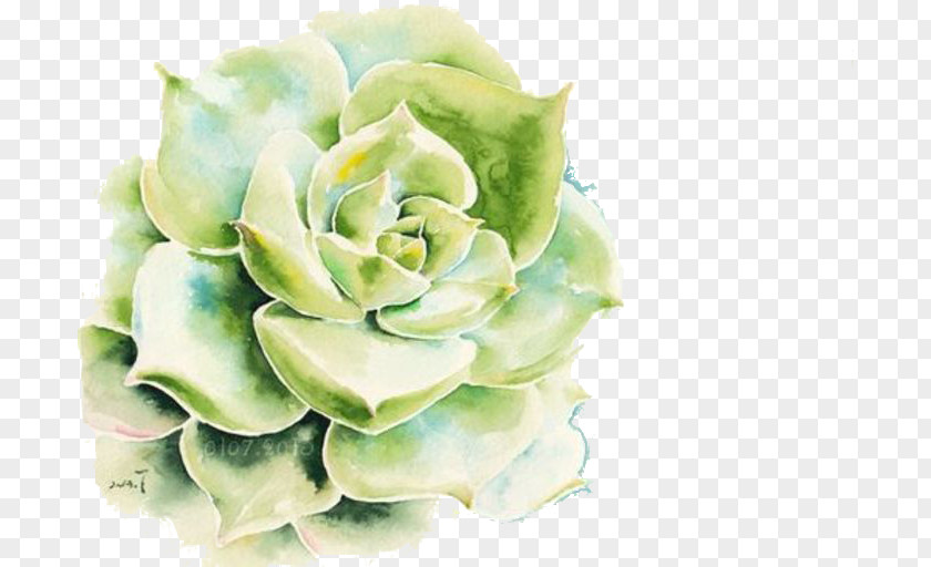Plant Drawing Succulent Watercolor Painting Wallpaper PNG