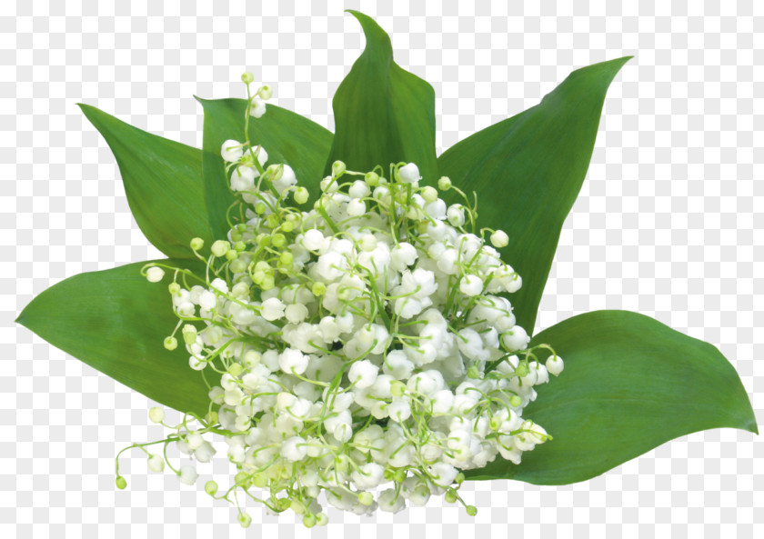 Ramsons Anthurium Lily Flower Cartoon PNG