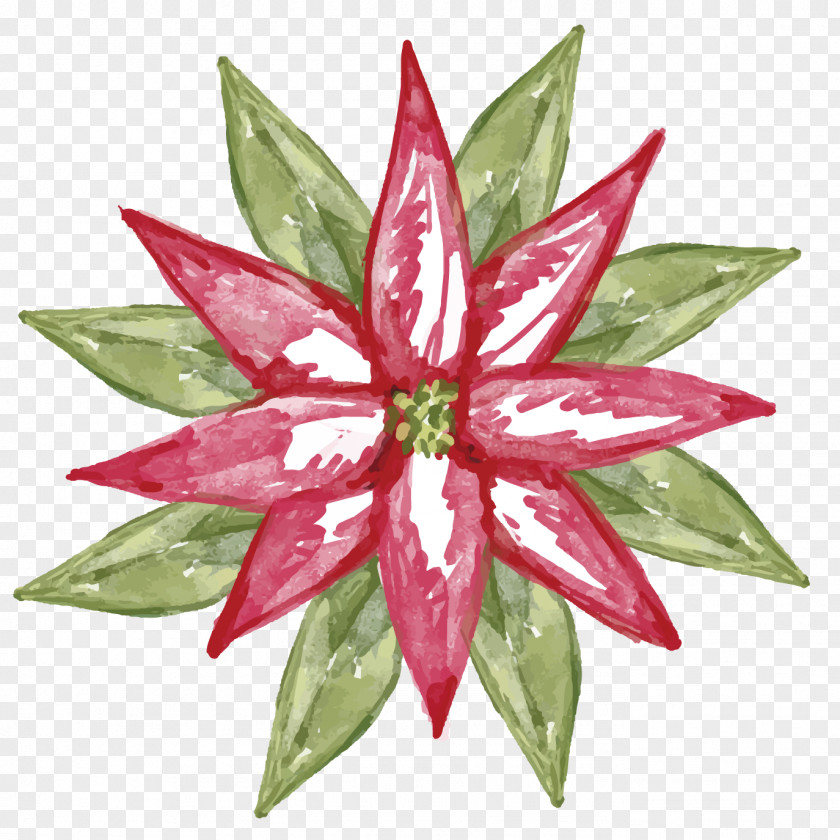 Aloe Watercolor Painted Vector Material Ilex Cornuta Christmas Plant Poinsettia PNG