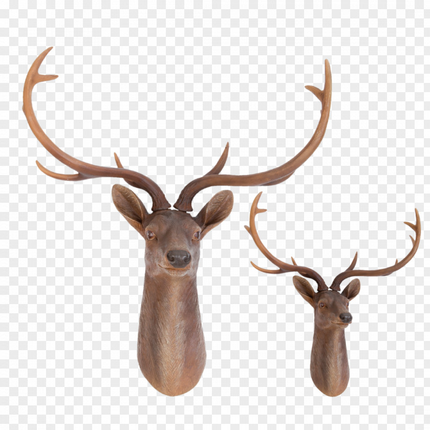 Deer Elk Trophy Hunting Red Reindeer PNG