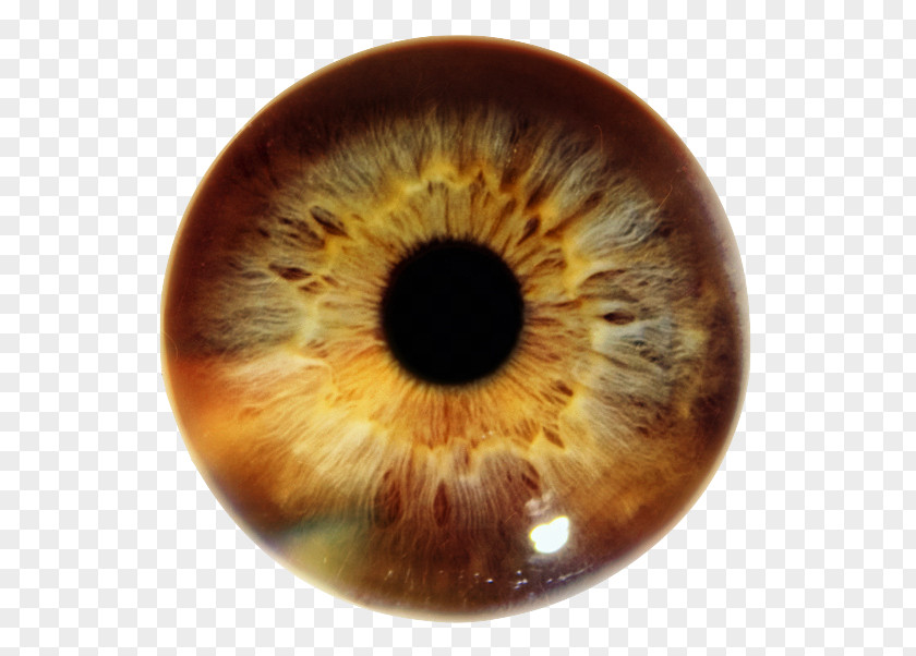 Eye Iris Human Pupil Color PNG