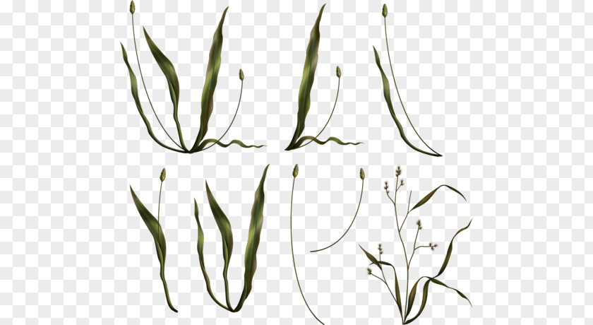 Grasses Plant Stem Advertising Clip Art PNG