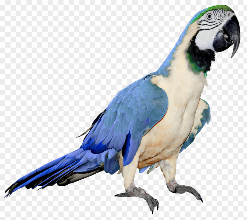 Large Blue And White Parrot Clipart Red-breasted Pygmy Bird PNG