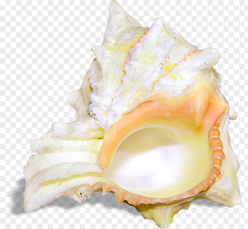 Nice Conch Seashell Sea Snail Gastropod Shell PNG