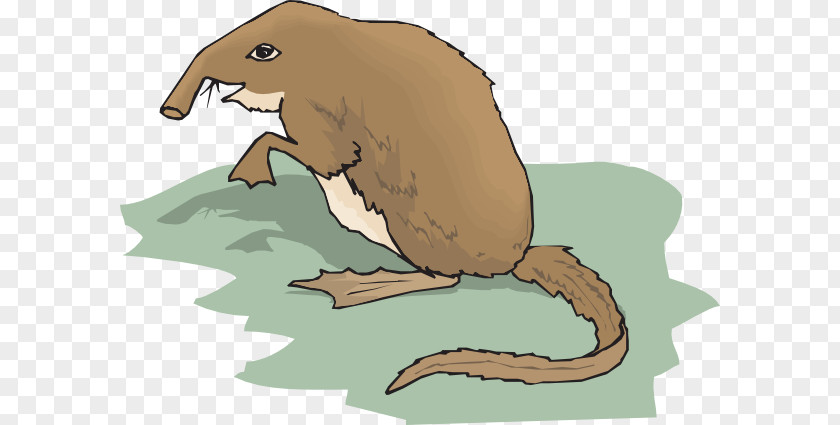 Shrew Drawing Clip Art PNG