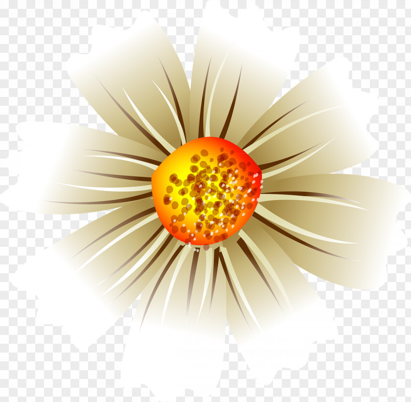 Transvaal Daisy Close-up PNG