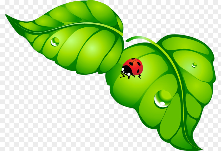 Butterfly Ladybird Beetle Insect Clip Art PNG