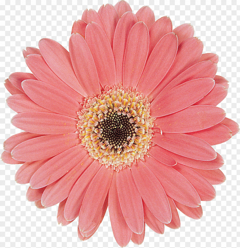 Gerbera Cut Flowers Blue French Hydrangea PNG