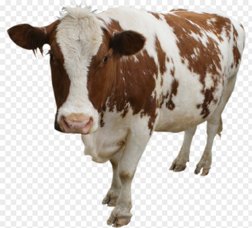 Jersey Cattle Holstein Friesian Highland Beef Cow Pregnancy Doctor Care PNG