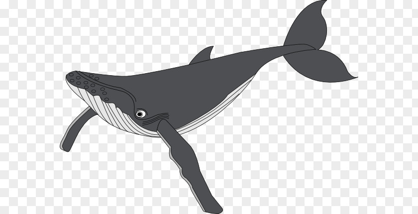 Shamu Cartoon Humpback Whale Clip Art PNG