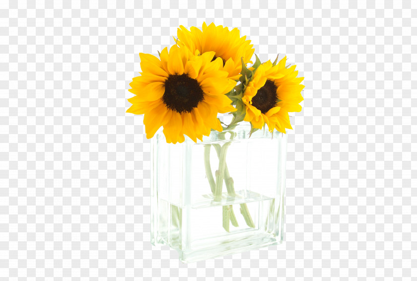 Sunflower Glass Vase Common Morning Cut Flowers PNG